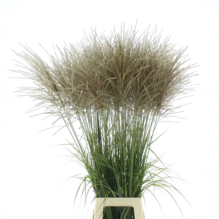 <h4>Miscanthus Ferner Osten Wit</h4>