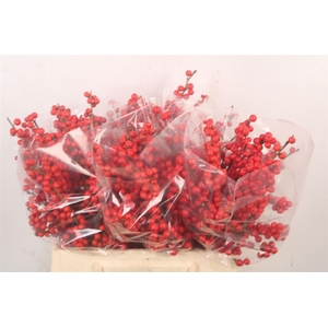 Ilex Verticilata Red