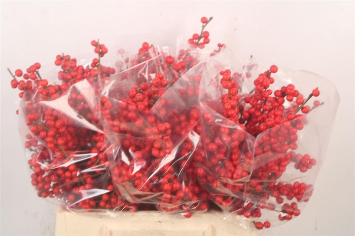 <h4>Ilex Verticilata Red</h4>