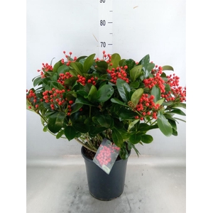 Skimmia jap. 'Veitchii'