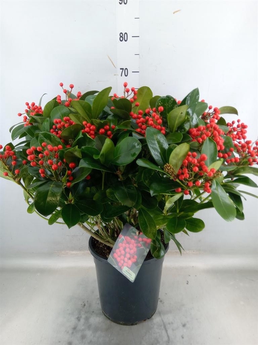 <h4>Skimmia jap. 'Veitchii'</h4>