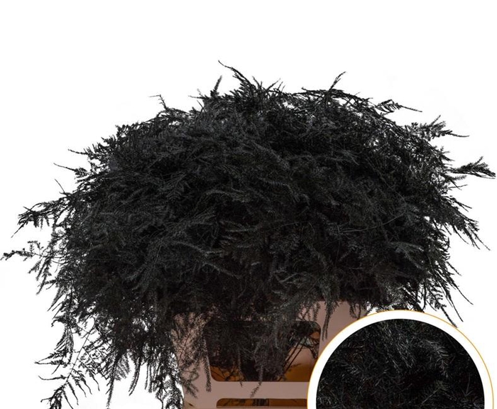 <h4>Asparagus Ex Veren Zwart x50</h4>