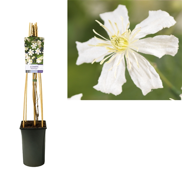 <h4>Clematis 'Paul Farges' +light label</h4>