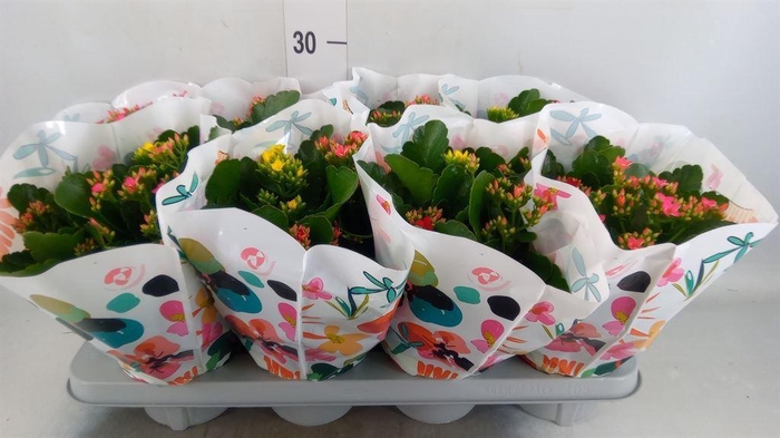 <h4>Kalanchoe blos.   ..mix in pot</h4>