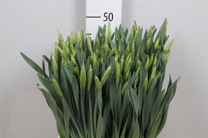 <h4>Narc T Dutch Master</h4>