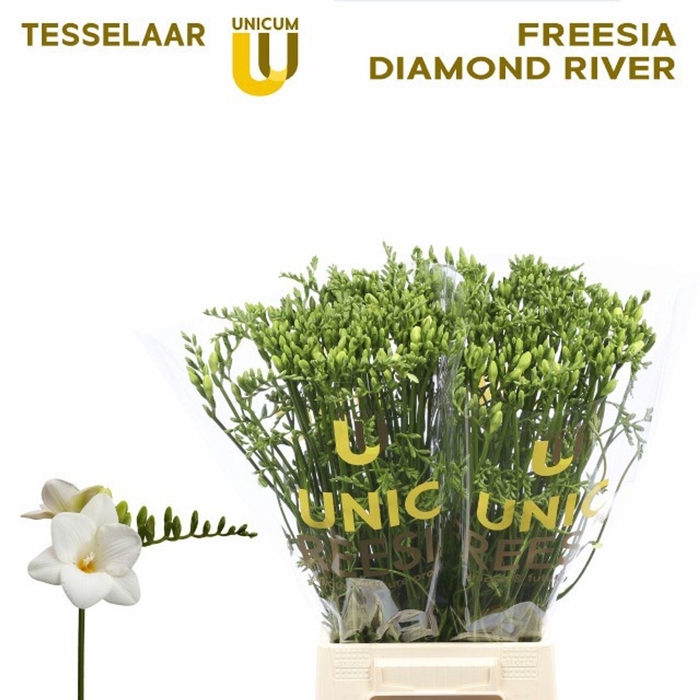 <h4>Freesia du Volante</h4>