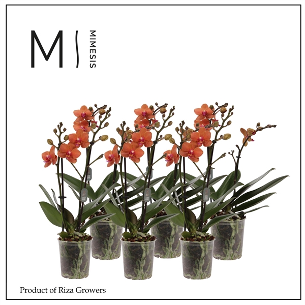 <h4>Mimesis Phal. Multi Orange - 2 spike 12cm</h4>