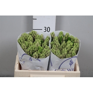 Hyac Splend Cornelia