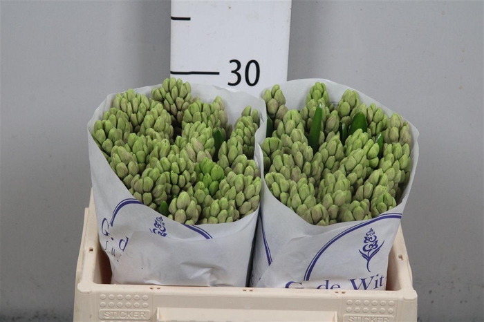 <h4>Hyac Splend Cornelia</h4>