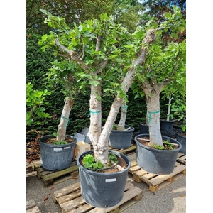 Ficus Carica Stam