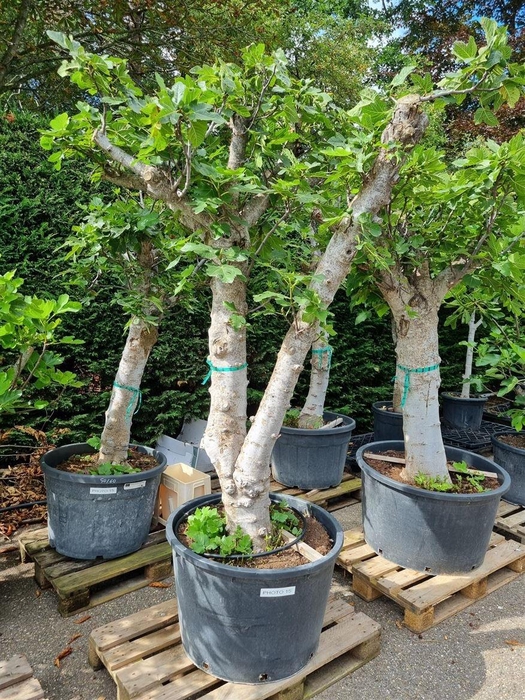 <h4>Ficus Carica Stam</h4>