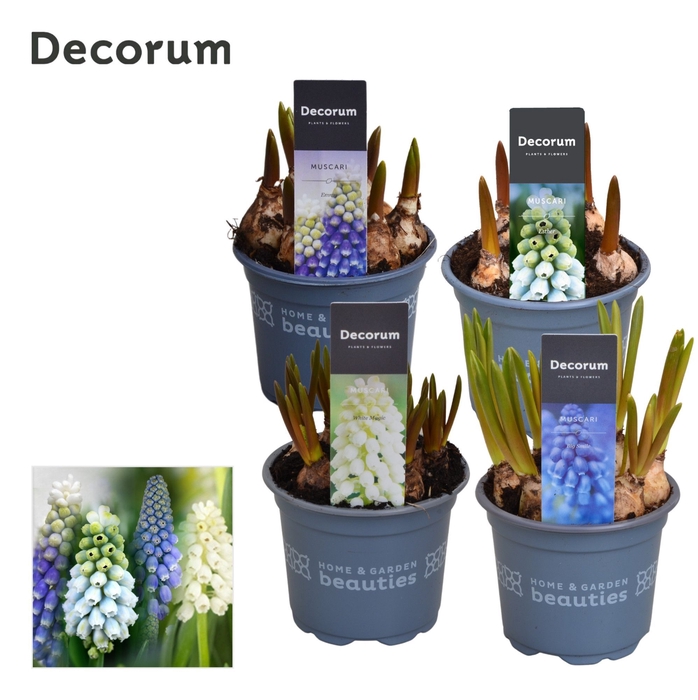 <h4>Muscari MIX</h4>