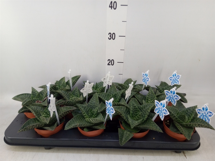 <h4>xGasteraloe  'Tiki Zilla'</h4>