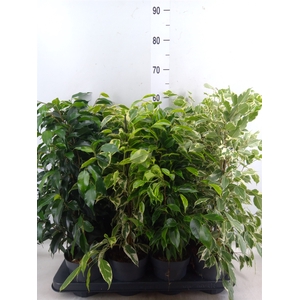 Ficus benja.   ...mix