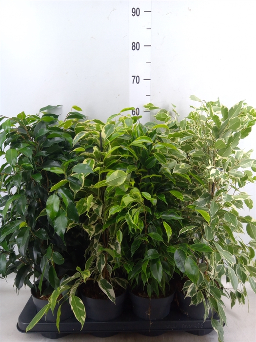 <h4>Ficus benja.   ...mix</h4>