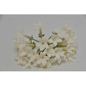 Stephanotis