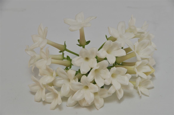 <h4>Stephanotis</h4>