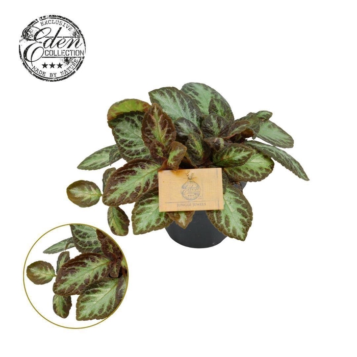 Episcia Cupreata Zebra 12cm