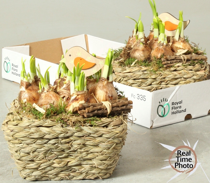 <h4>ARR NARCISSUS</h4>