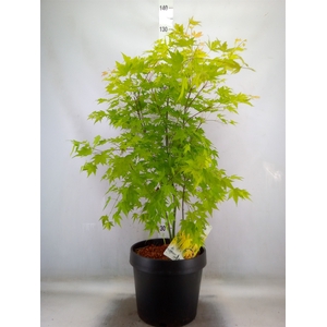 Acer palmatum 'Orange Dream'