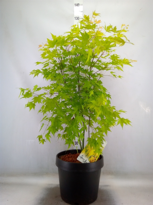 <h4>Acer palmatum 'Orange Dream'</h4>