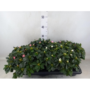 Rhododendron sim.   ...mix