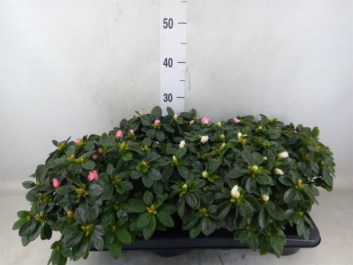 <h4>Rhododendron sim. ...mix</h4>