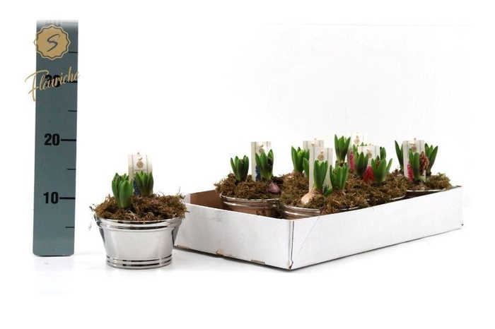 <h4>ARR HYACINTH H%</h4>