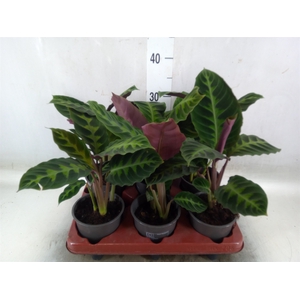 Calathea warscewiczii