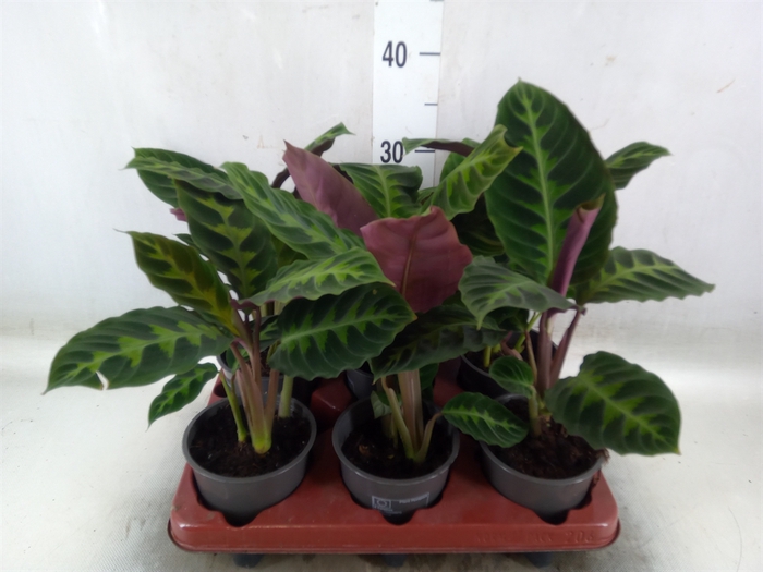 <h4>Calathea warscewiczii</h4>