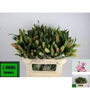 <h4>LI OT MALDANO</h4>