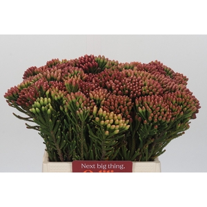 Kaaps Groen Red Brunia