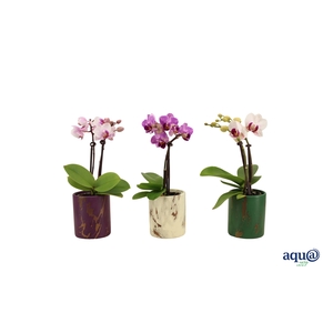 Levi Mix Tiny Dolls Mix 2T10+ Aqu@