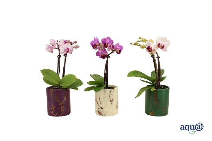 <h4>Levi Mix Tiny Dolls Mix 2T10+ Aqu@</h4>