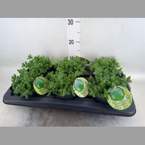 Delosperma echinatum