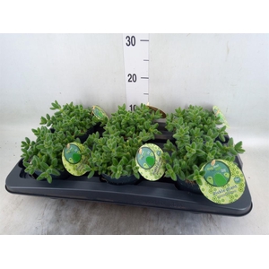 Delosperma echinatum