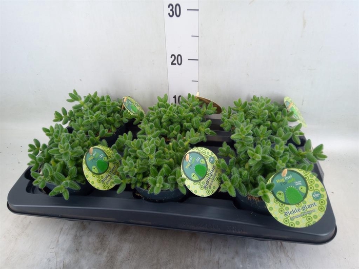 <h4>Delosperma echinatum</h4>