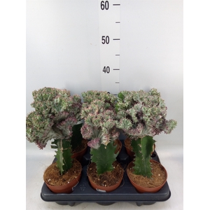 Euphorbia lactea