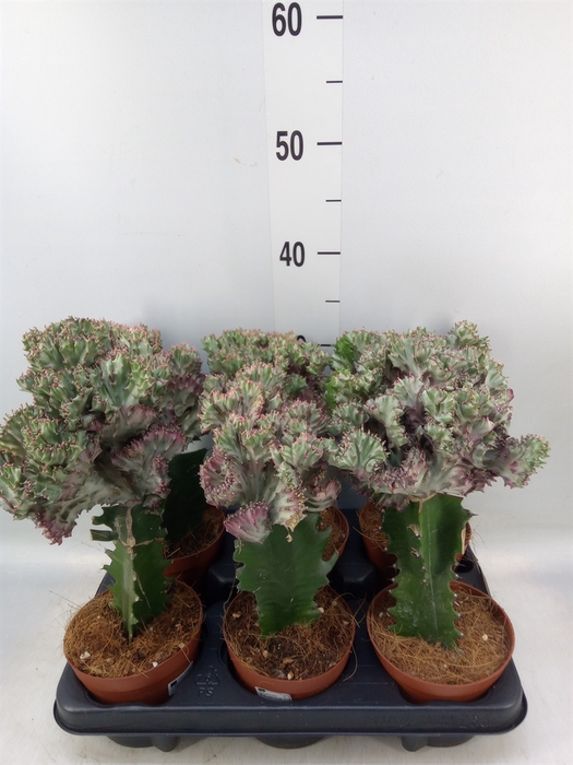 <h4>Euphorbia lactea</h4>