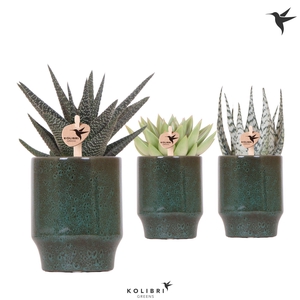 Kolibri Greens Succulenten mix in Classy pot green