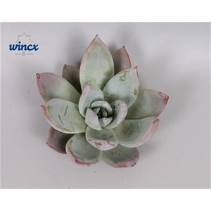 Echeveria Mexican Giant Cutflower Wincx-12cm