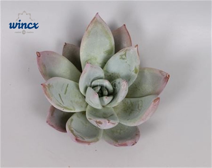 <h4>Echeveria Mexican Giant Cutflower Wincx-8cm</h4>