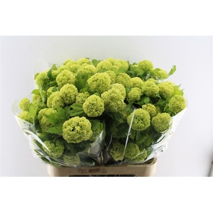 Viburnum Roseum 80cm 4 Bal