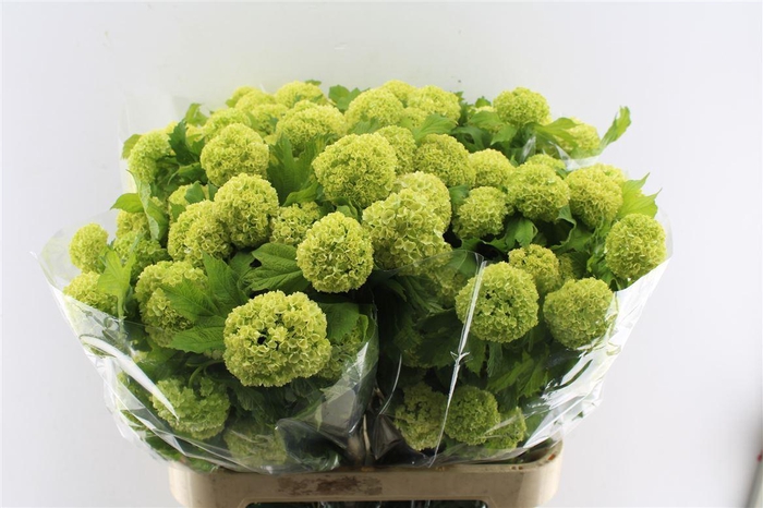 <h4>Viburnum Roseum 80cm 4 Bal</h4>