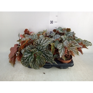 Begonia BD mac. 'Wightii'