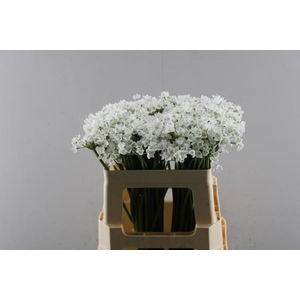 Allium Flocon (55cm)