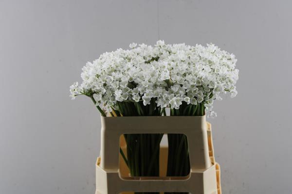 <h4>Allium Flocon (55cm)</h4>