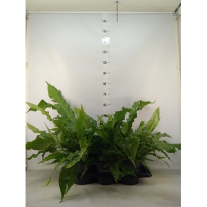 Microsorum musifolium 'Crocodyllus'