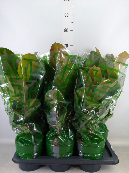<h4>Ficus elastica 'Robusta'</h4>