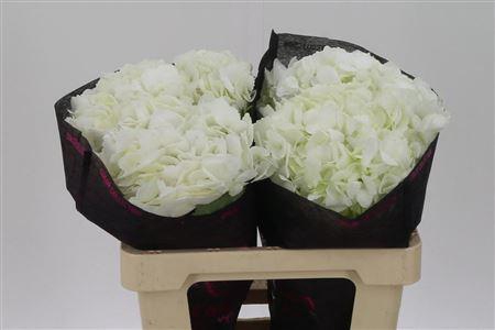 <h4>Hydr Jumbo White</h4>